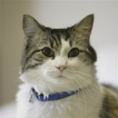 Photo: Oscar The Cat Predicts Patients' Deaths